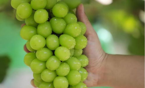 阳光玫瑰价格暴跌背后的故事