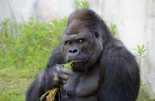 游客慌忙躲避猩猩攻击的场景