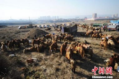 中柬命运共同体：新时代下的全天候情谊