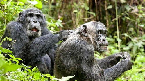 黑猩猩用棍子打鸟，同伴竟上前‘劝架’，这是何等奇景？