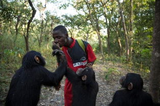 黑猩猩互相照顾的画面