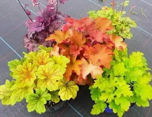 七夕淘宝闪购，10亿鲜花补贴疯狂来袭！