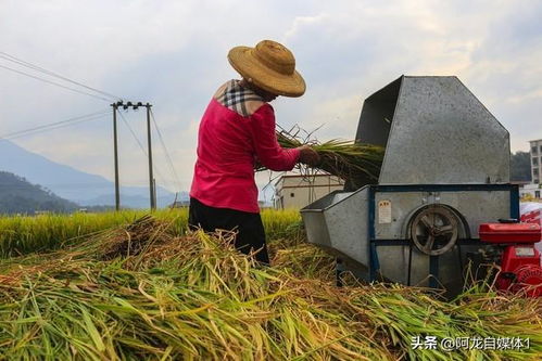 农民收获庄稼的热闹场面