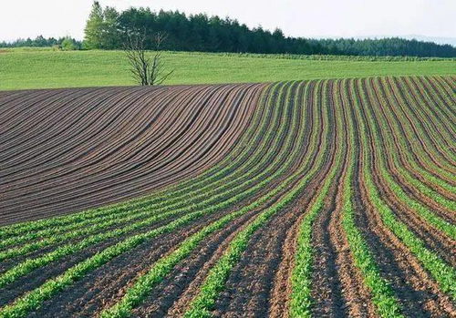 被水淹没的大豆田
