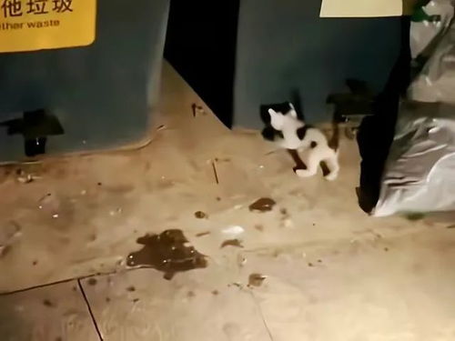 一群人正在垃圾桶旁寻宝