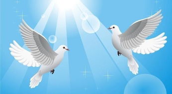 和平鸽飞翔