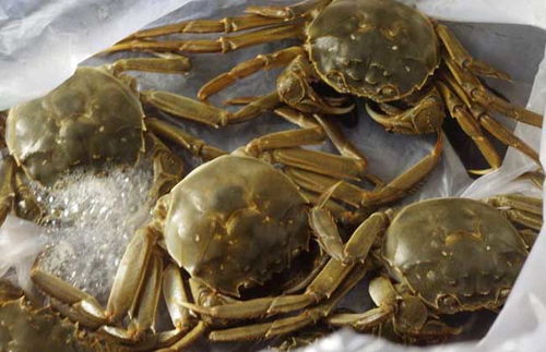 蟹太太携手王晶吴启华，邀你共品美味蟹宴