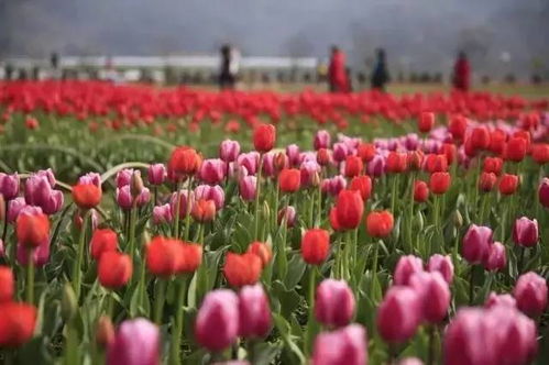 女子下班惊见家门口堆满花，背后真相引热议