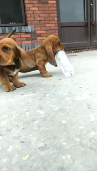 狗狗捡瓶子存款超一万？主人揭秘背后的有趣故事