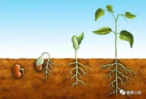 观察植物找食物