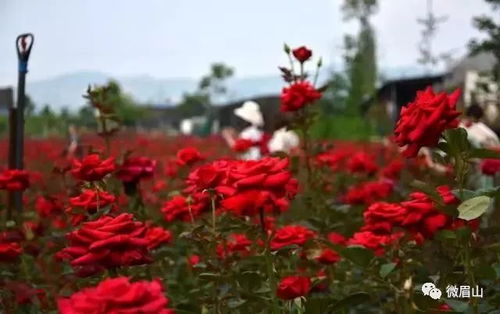 华晨宇七夕豪横送8万朵玫瑰，背后故事太感人！