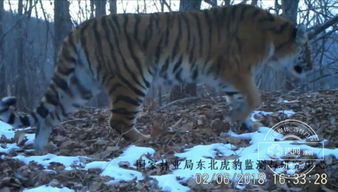 东北虎豹国家公园标志