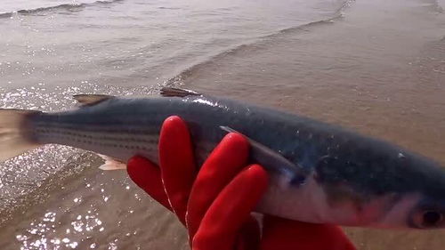 男子车尾绑60斤大鱼游街，交警：不违规但不提倡