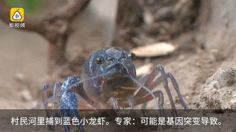 LV龙虾手袋遭嘲讽，网友直呼像蟑螂！