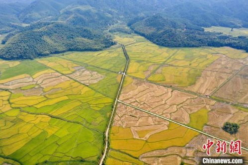 温州惊现2.1米高巨型水稻！背后故事超震撼