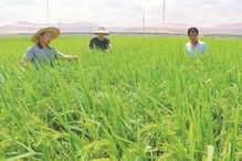 科研人员查看水稻