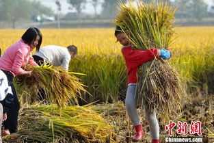 唐香玉：全村首位女户主的传奇故事