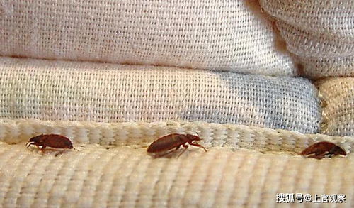 床虱卷土重来！这小小虫子竟如此可怕