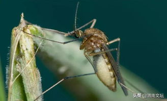 蚊子传播疾病的示意图