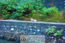 百人徒步团河北蔚县遇险，村支书皮卡勇救！