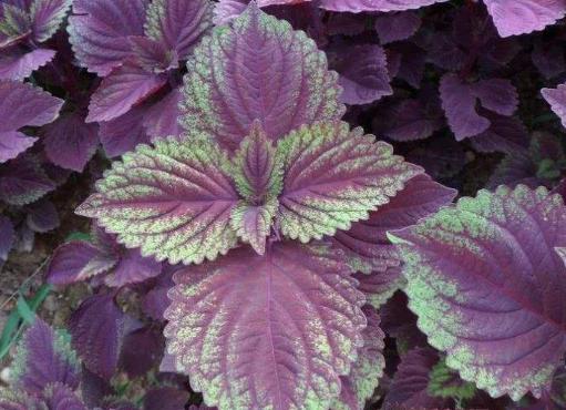 紫苏叶按片售卖，日营收破万背后的商业密码