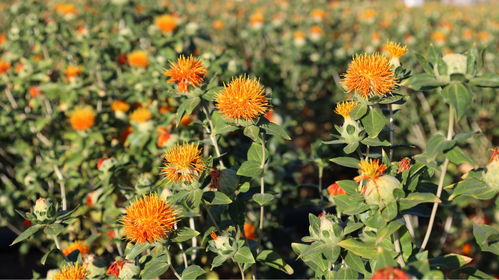 上合时刻！天津迎来高光瞬间