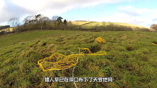 惊天大案！男子租地疯狂盗挖‘土黄金’被判重刑，检方细节曝光