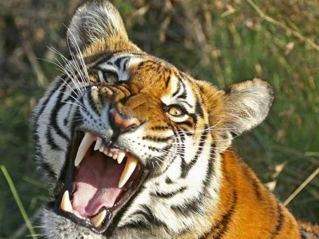 女童和老虎互动惨遭咬伤，家长愤然报警！