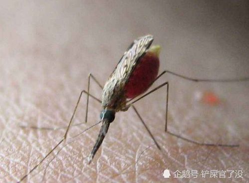 蚊子吸走黑眼圈？别再信这荒诞传言啦！