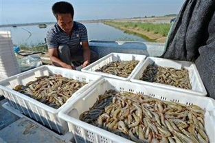 新疆沙漠惊现‘海鲜’奇观！盐碱地上养出肥美对虾