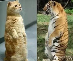 老虎的表情很有趣