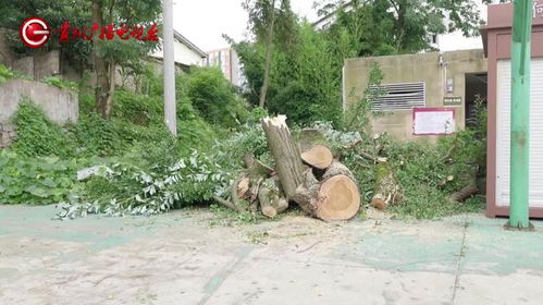 贵阳700年古树砸坏‘宝马’，林业局：车主有责？