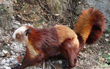 红白鼯鼠进食