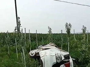 两车在动物园猛兽区剐蹭，车主下车沟通老虎竟在一旁围观？园区回应来了！