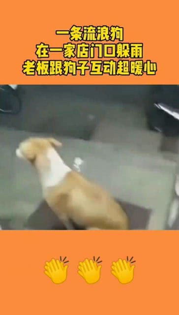 流浪狗商店乞食生下小狗 托付老板背后故事令人动容