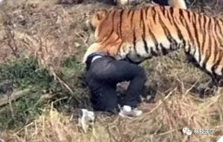 动物园游客下车当老虎面吵架引众怒，安全意识去哪儿了？