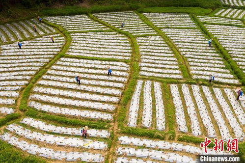 巴基斯坦总理在华表态，巴中友谊再次升温！