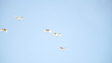 气球与和平鸽同飞