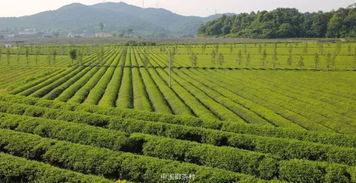 一片生机勃勃的抹茶茶园