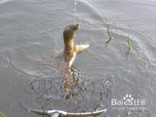 钓鱼的乐趣，你真的懂吗？