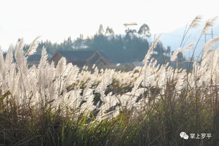 阳光下的191式步枪