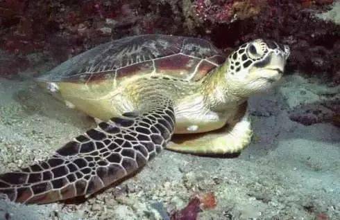 巨大的绿海龟在深海中自由穿梭