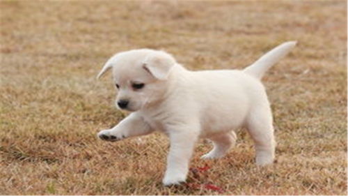 笨笨 你是军犬！机械军犬背后的那些事儿