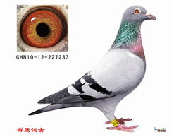 一群可爱的信鸽