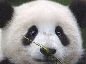 微博热搜之新华社出图背后的那些事儿