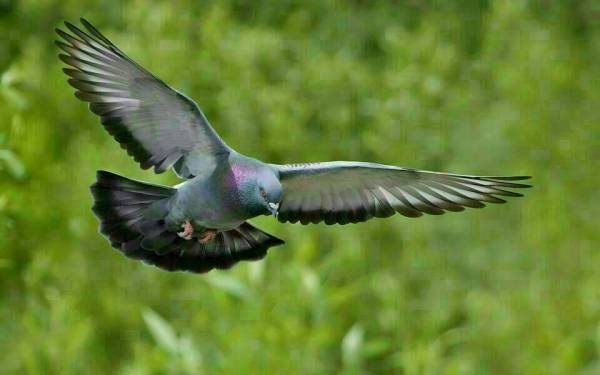 养鸽千日，只为那一时！揭秘信鸽的秘密