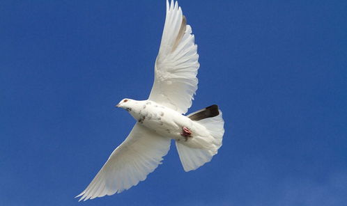 谁家的和平鸽迷路？背后故事真奇妙！