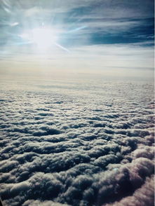 和平鸽到家，背后故事令人深思！