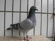 正在吃食物的信鸽