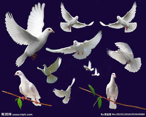 漫天和平鸽飞翔